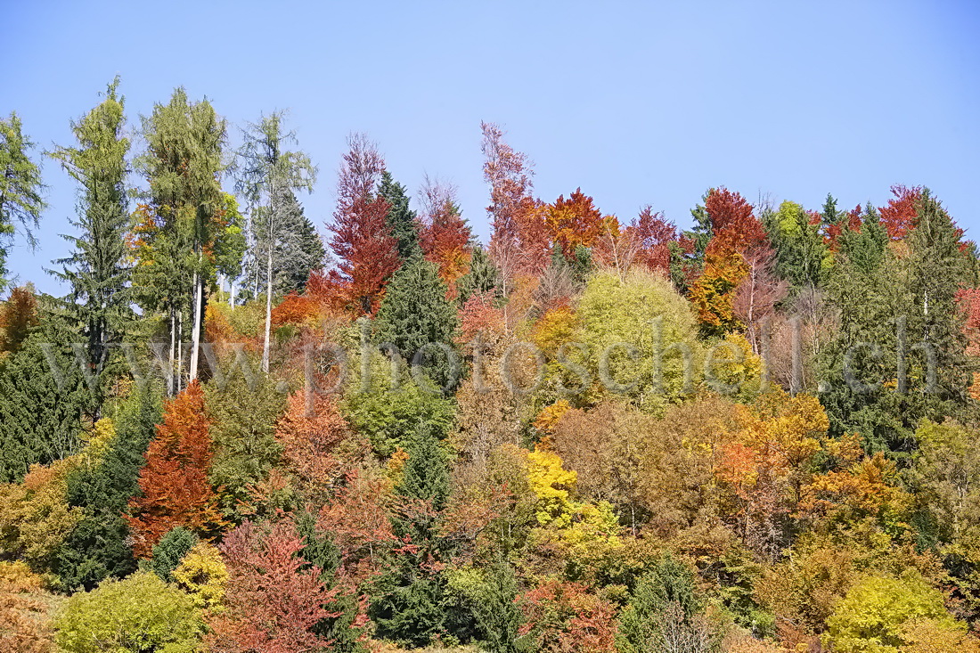 Couleurs d'automne