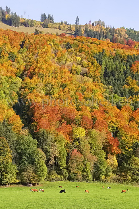 Couleurs d'automne