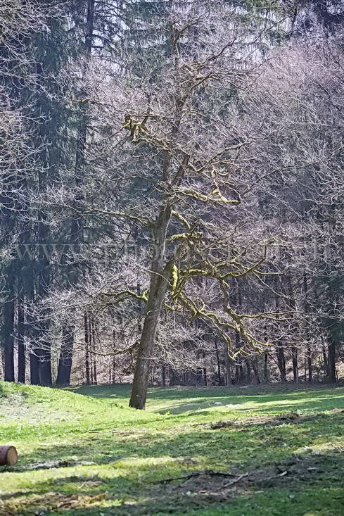 Arbre couvert de mousse