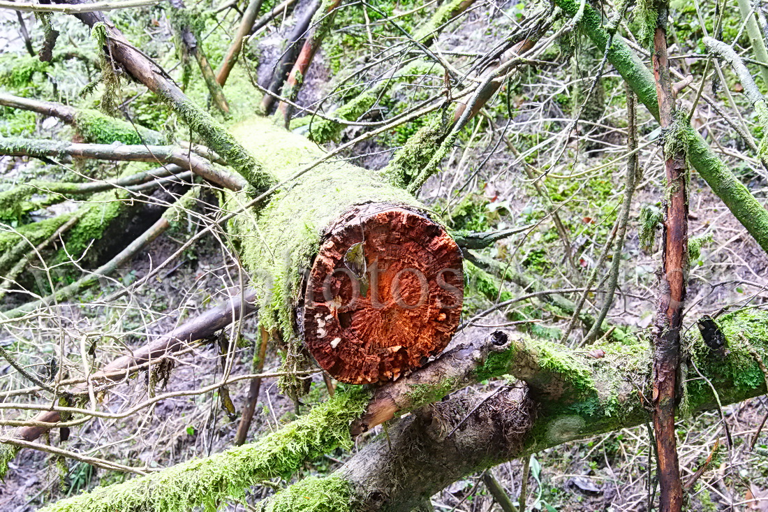 Arbre couché