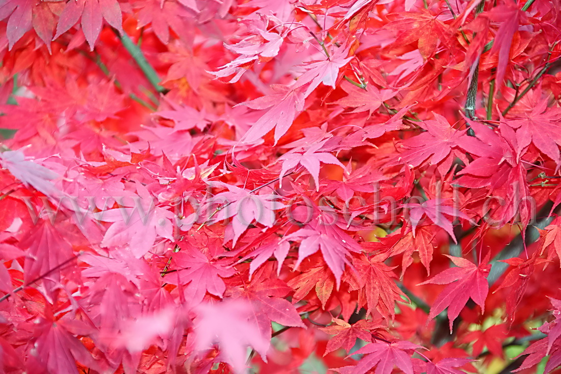 Erable du japon à l\'automne