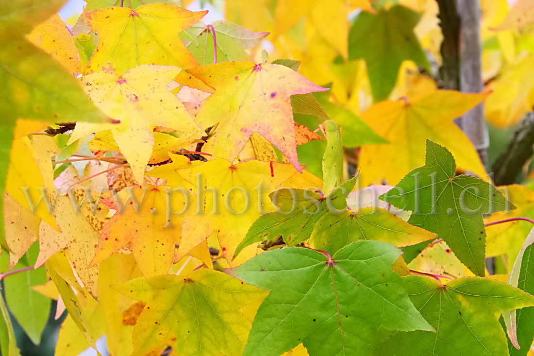 Feuilles d'érable