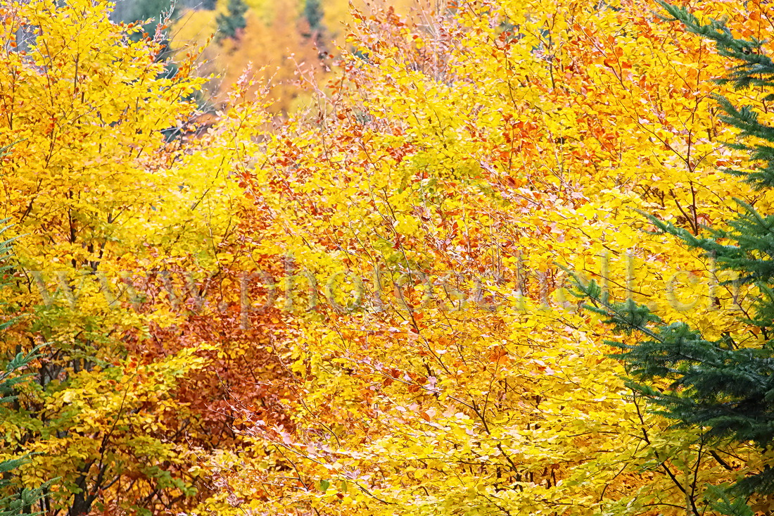 Couleurs d\'automne