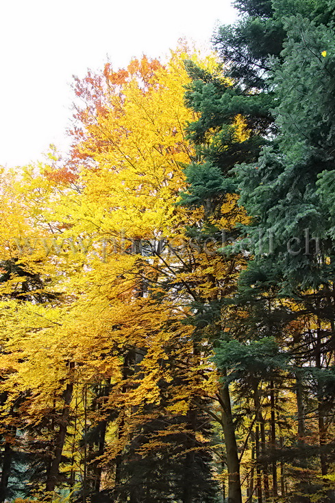 Couleurs d'automne