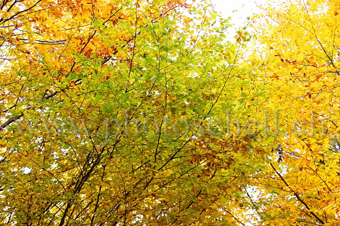 Couleurs d\'automne