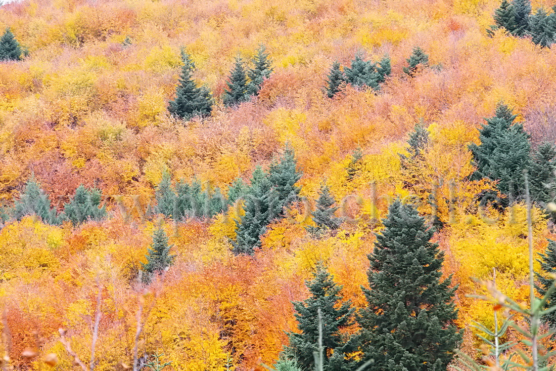 Couleurs d'automne