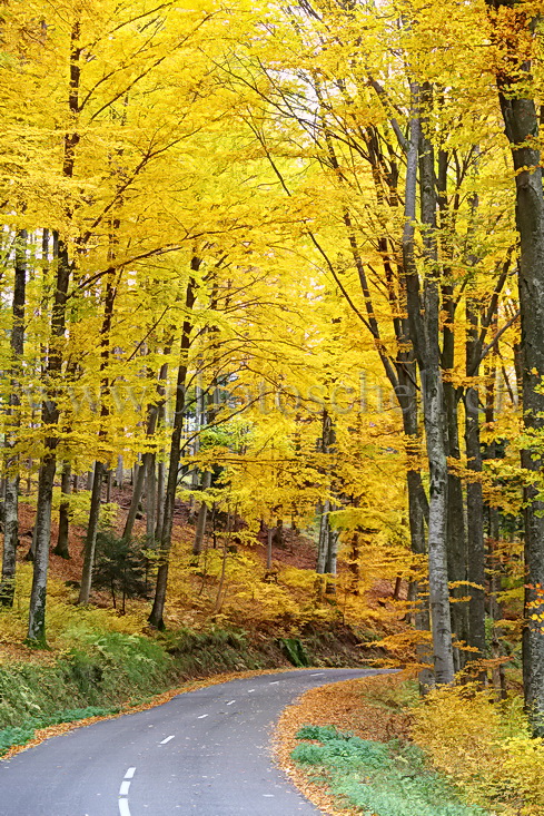 Couleurs d'automne