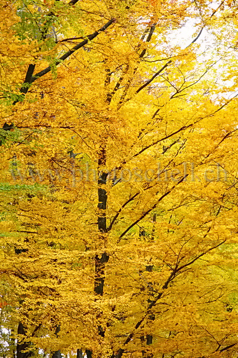 Couleurs d\'automne