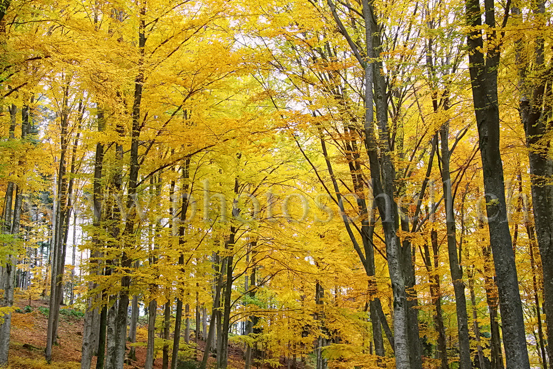 Couleurs d'automne