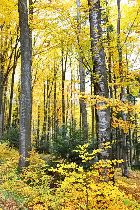 Couleurs d\'automne