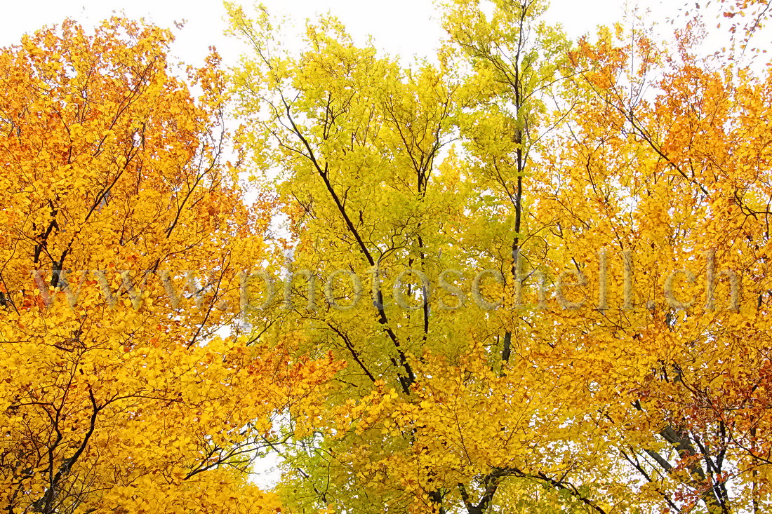 Couleurs d\'automne