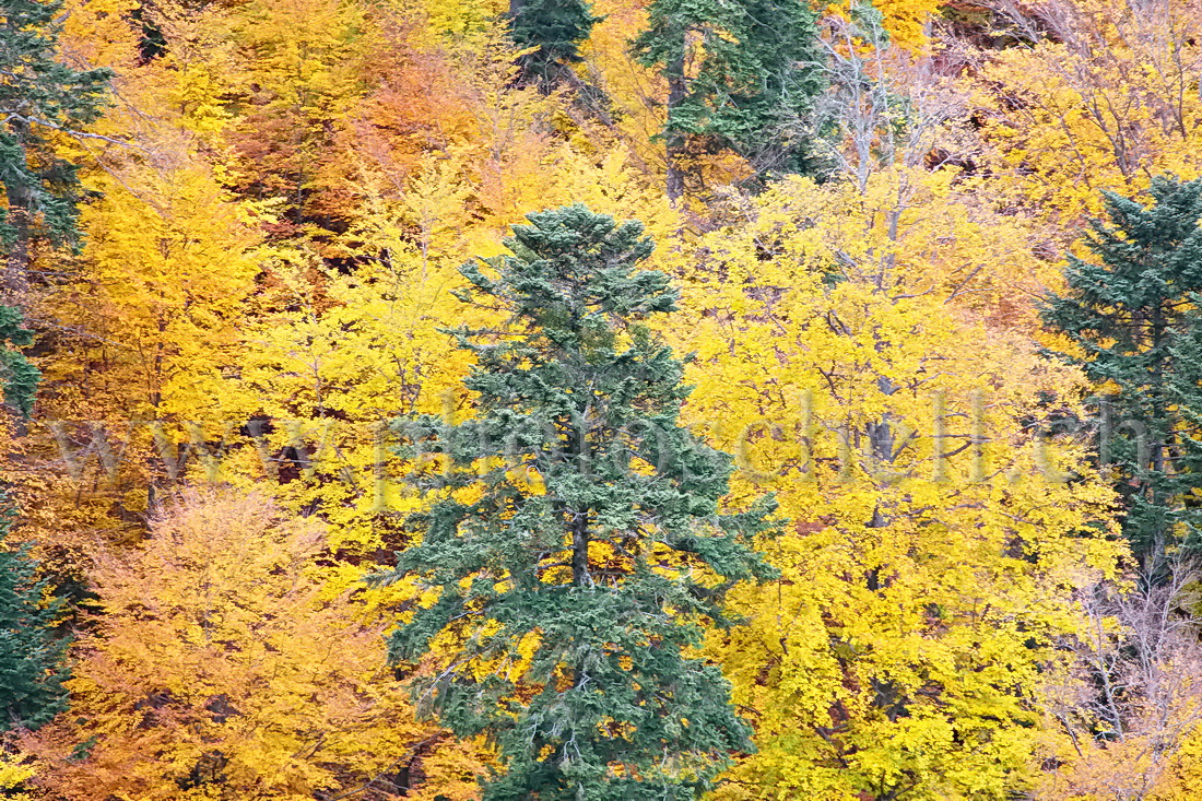 Couleurs d\'automne