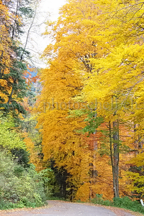 Couleurs d'automne