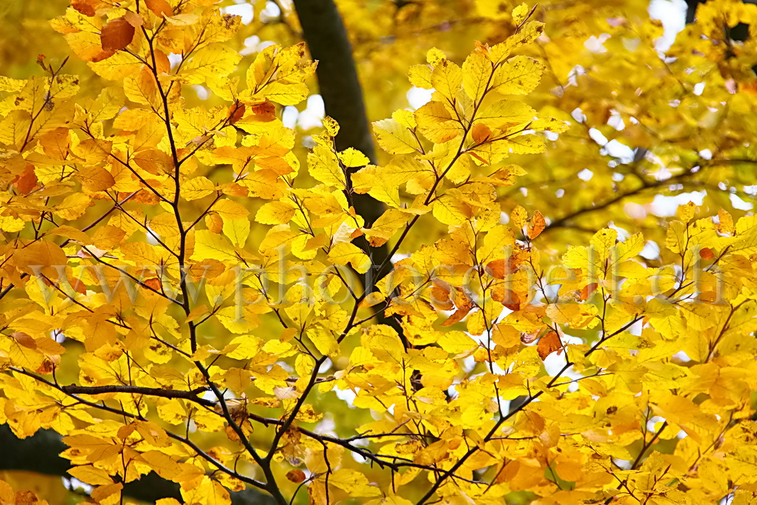 Couleurs d\'automne