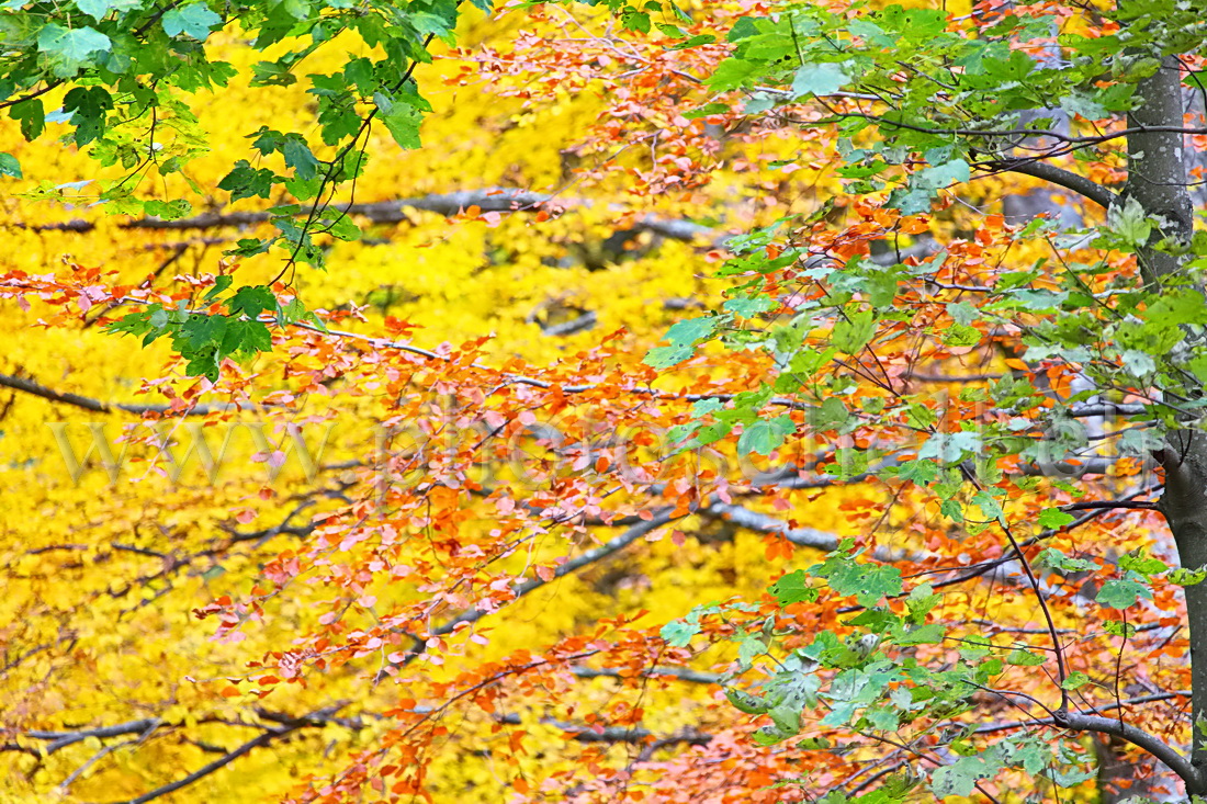 Couleurs d\'automne