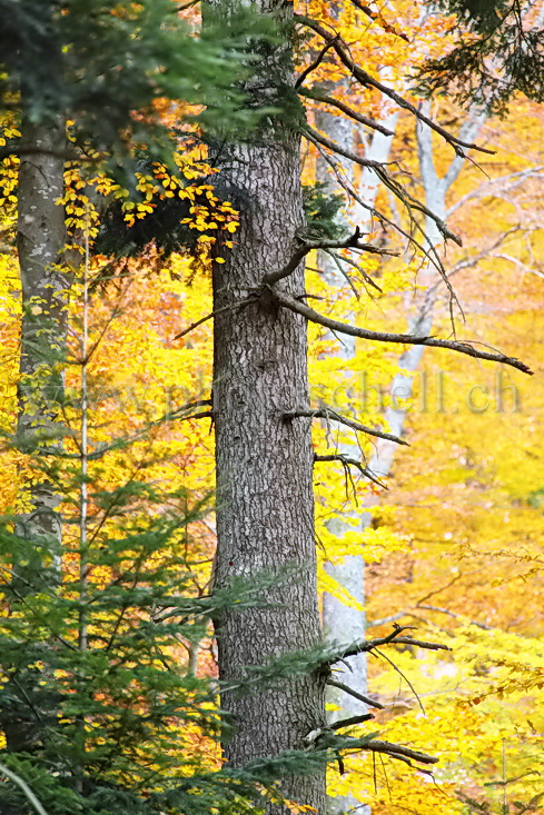 Couleurs d'automne