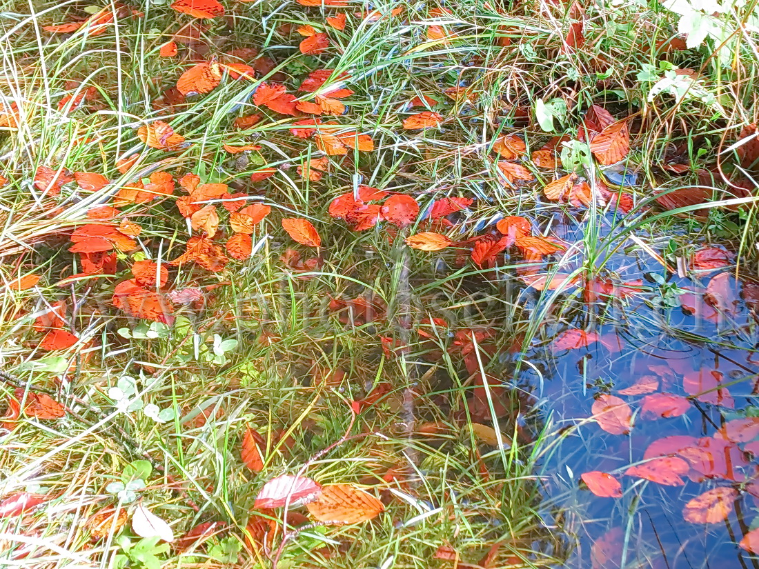 Feuilles dans l'eau