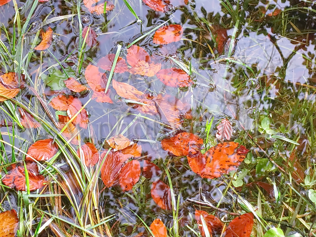 Feuilles dans l'eau