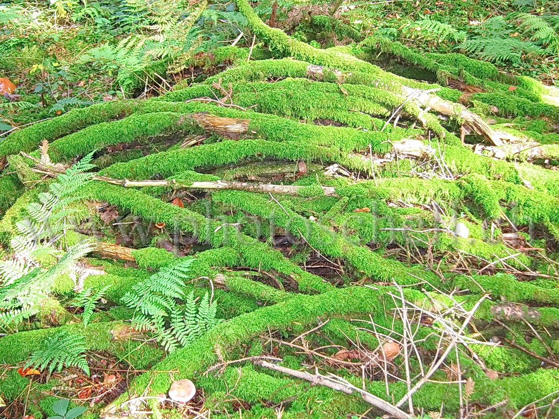 Branches recouvertes de mousse