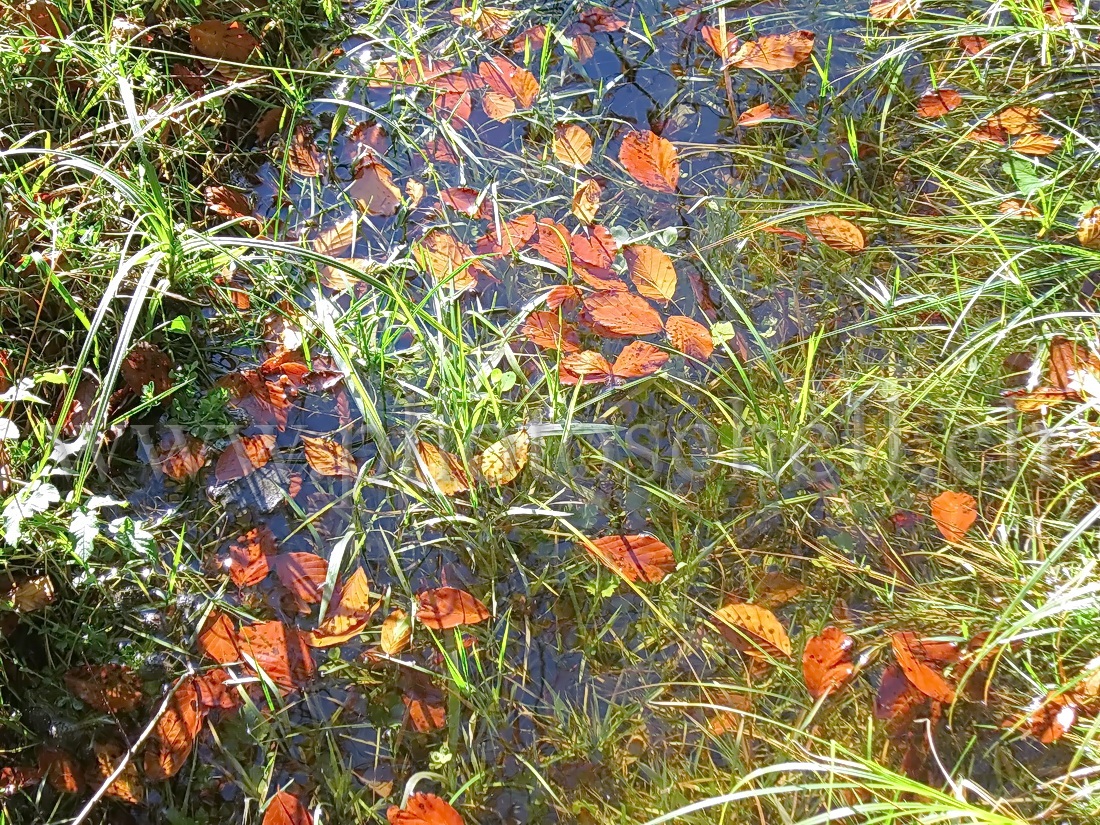 Feuilles dans l'eau