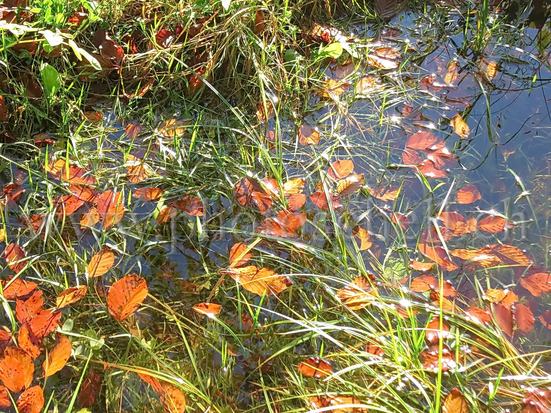 Feuilles dans l'eau