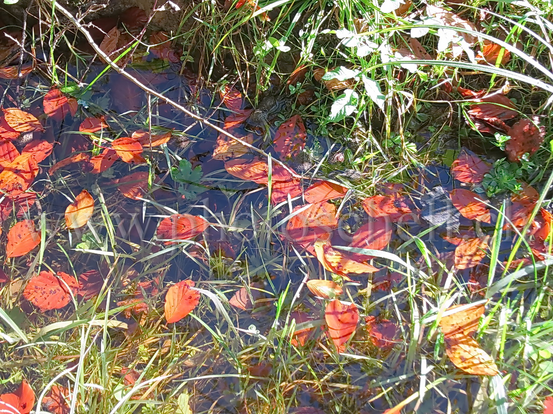 Feuilles dans l'eau