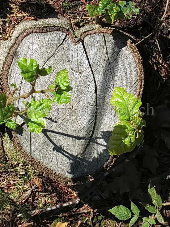 Coeur dans une souche