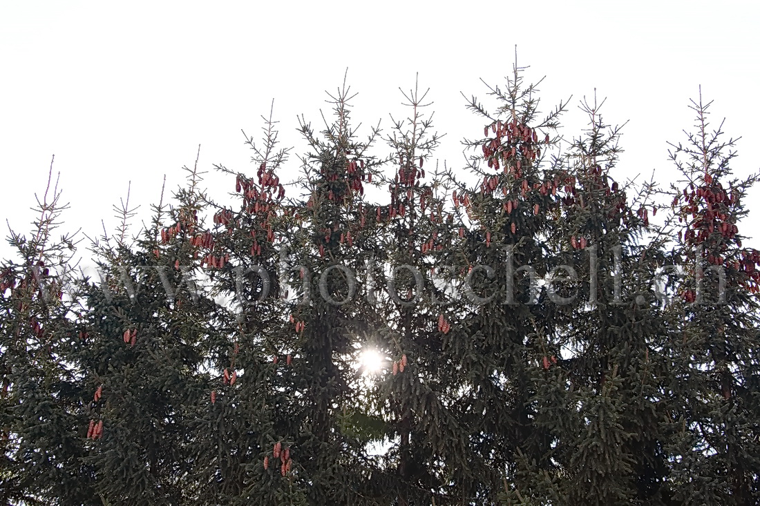 Sapins en contrejour