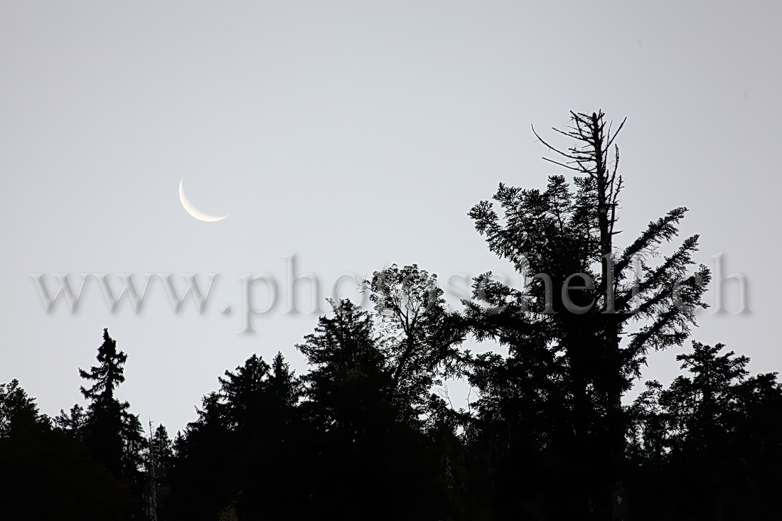 Quartier de lune sur les arbres