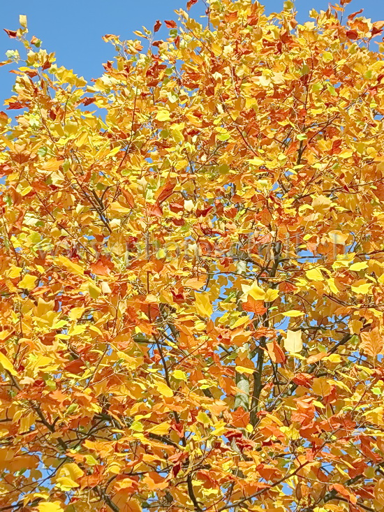 Couleurs d\'automne