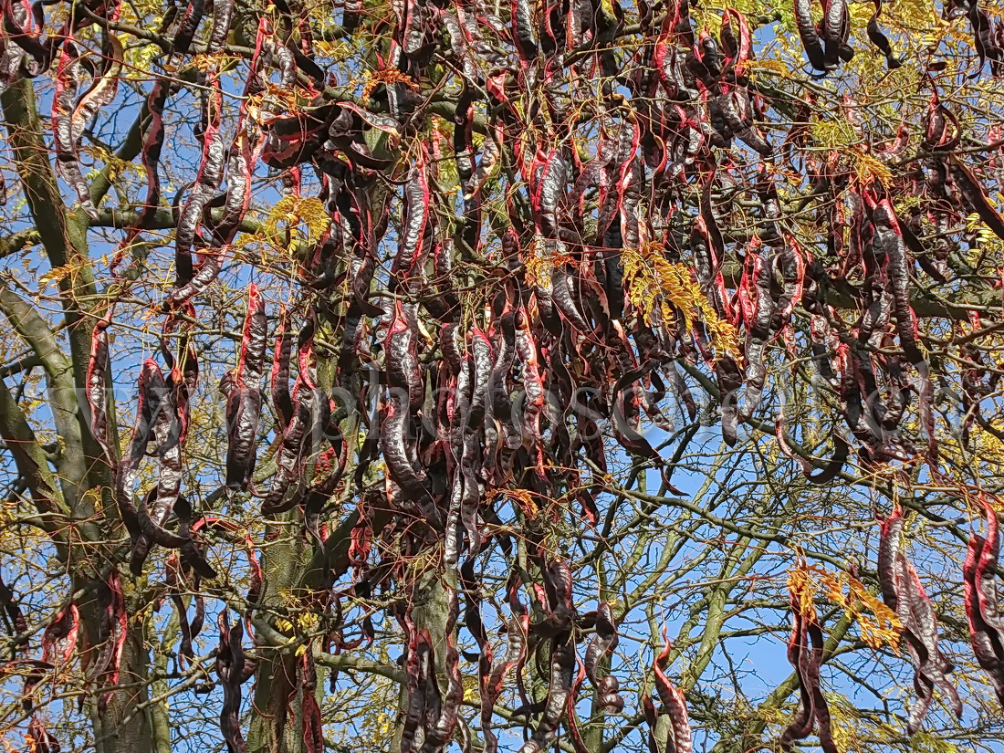 Haricots des arbres