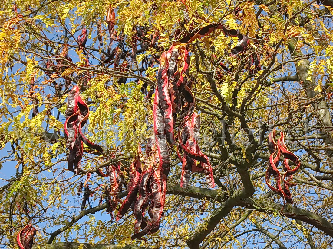 Haricots des arbres