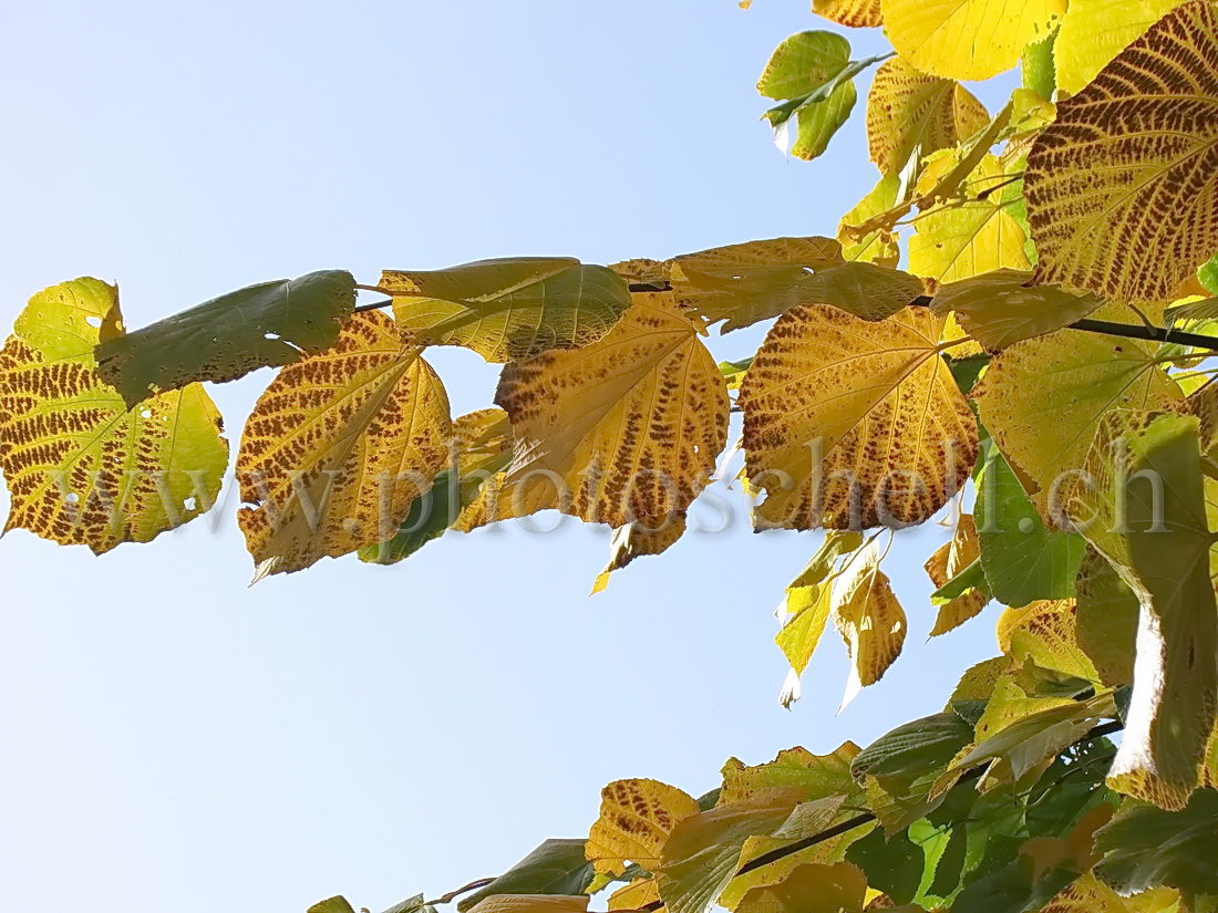 Nervures de feuilles