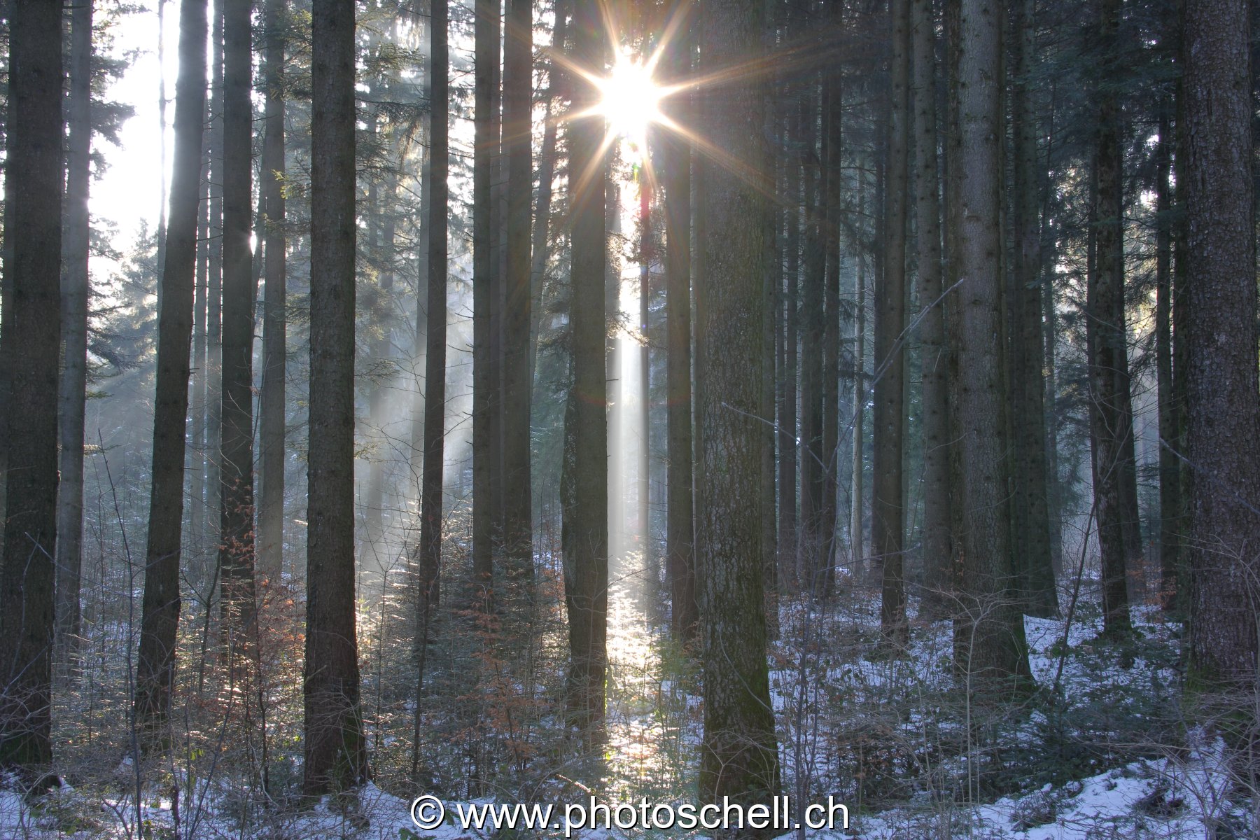 Le soleil perce à travers la forêt des monts de Marsens...