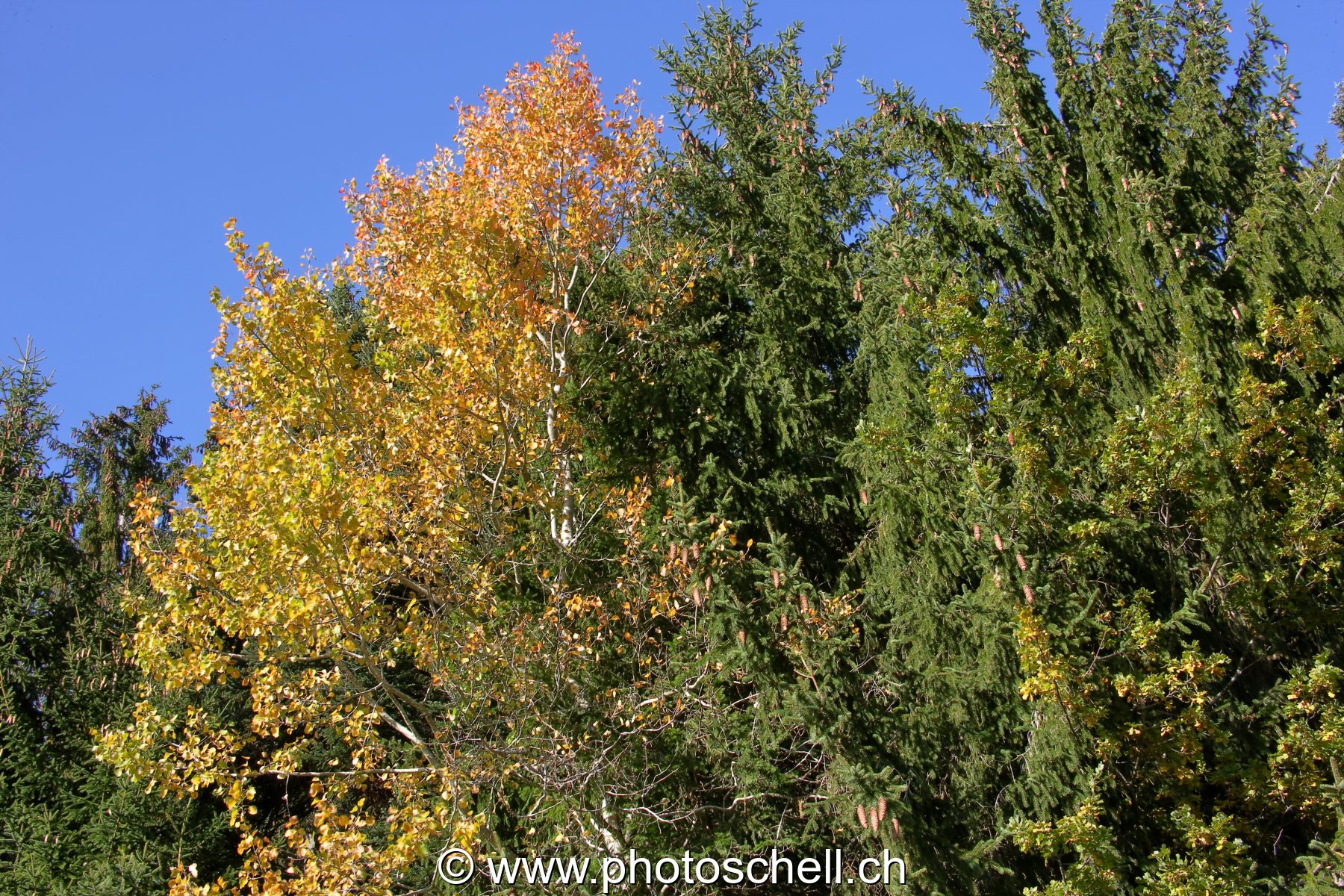 Couleurs d'automne