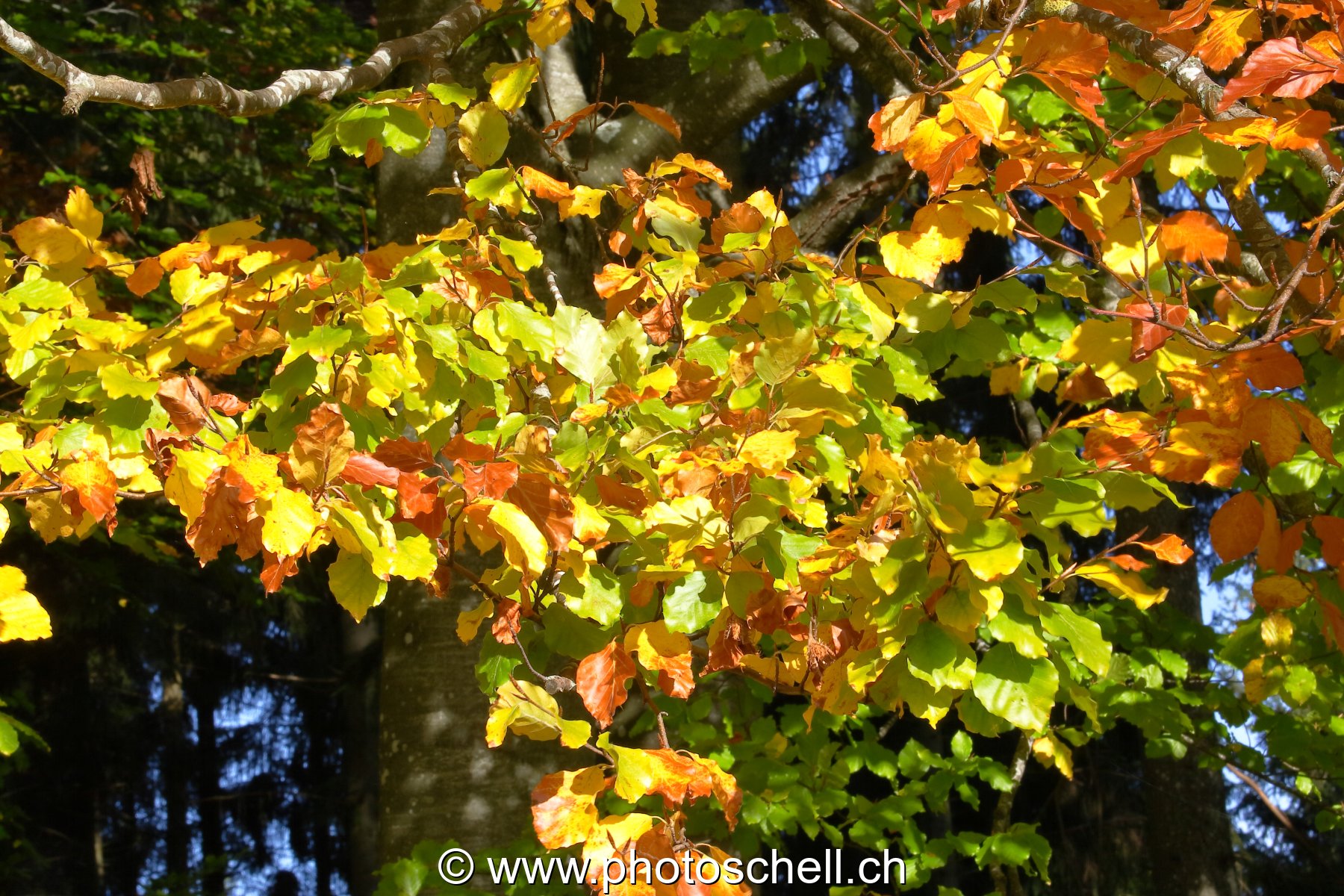 Photo 12