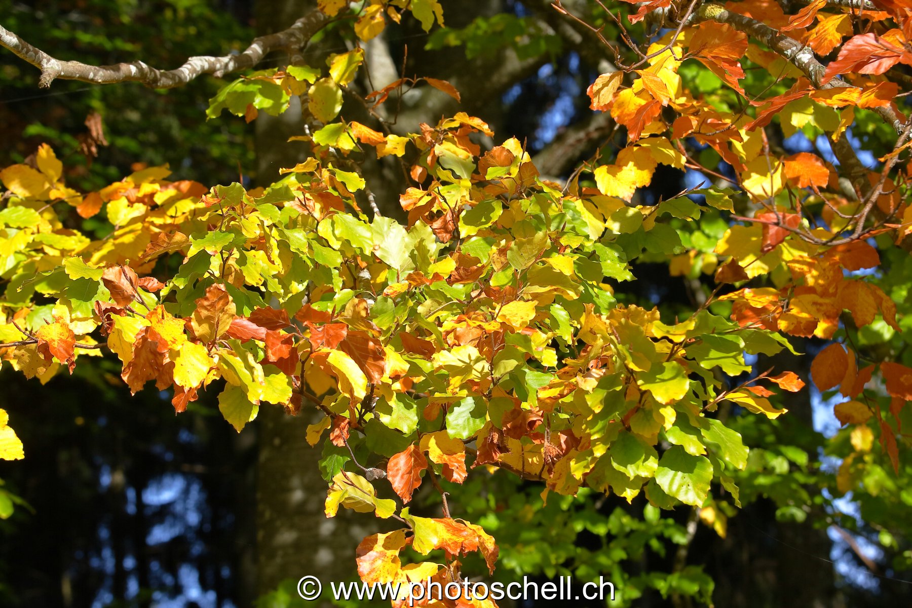 Photo 13