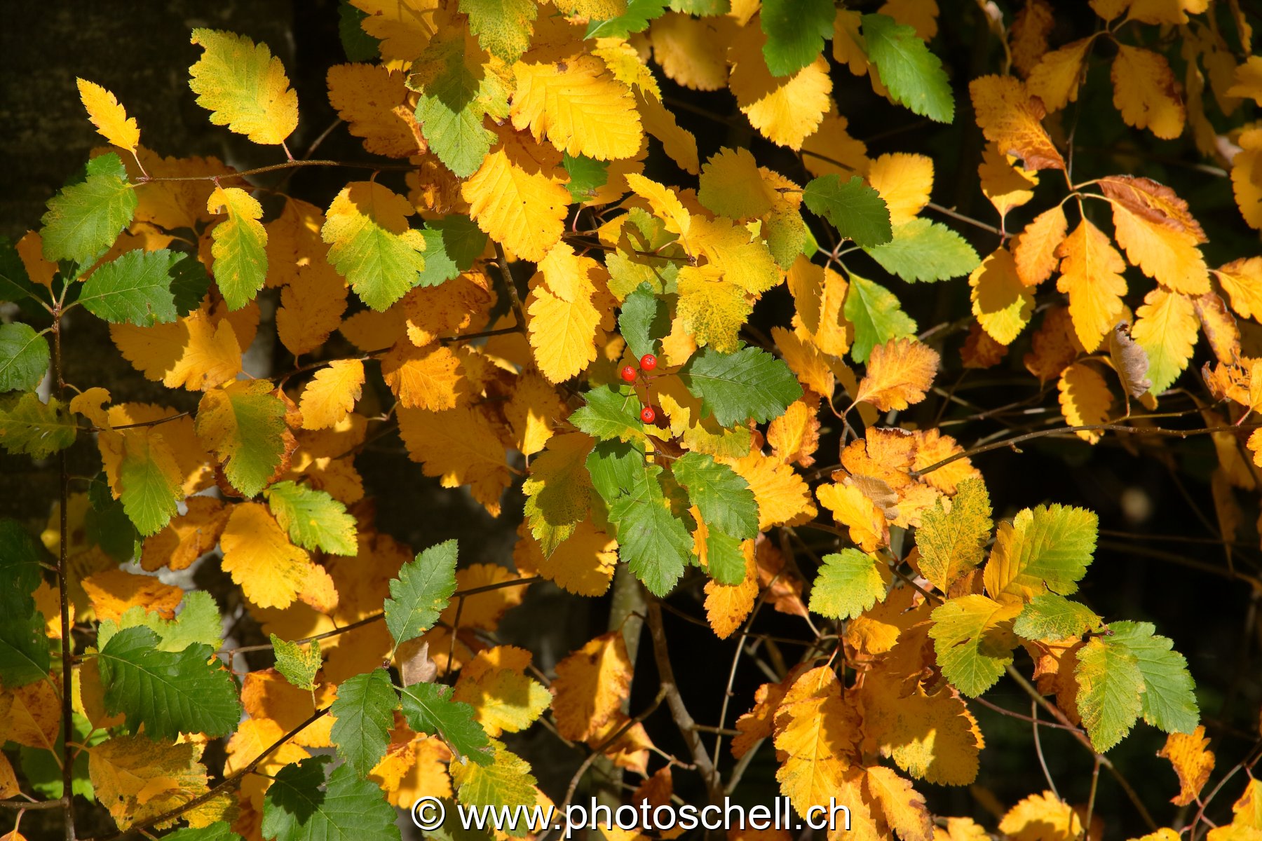 Couleurs des feuilles d'automne
