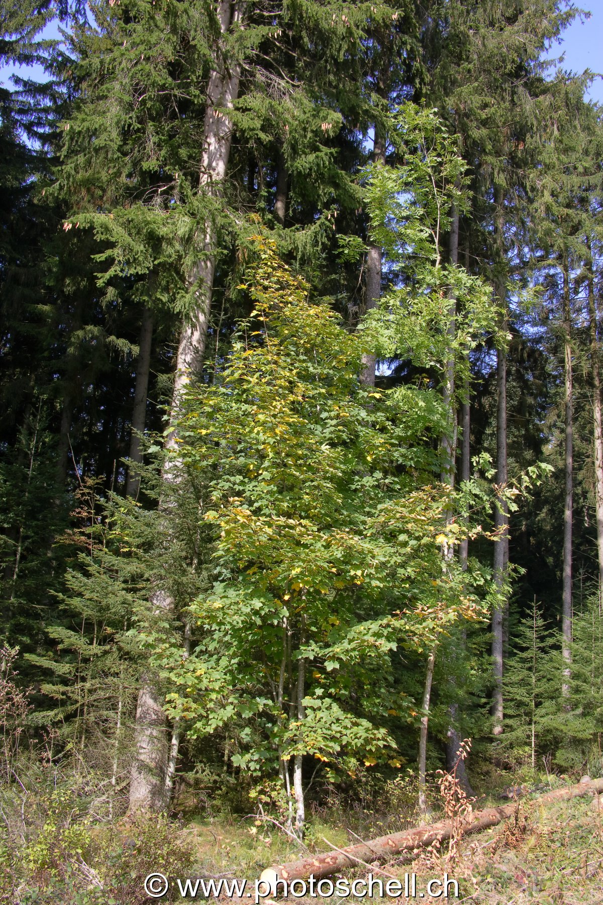 Petit arbre deviendra grand...