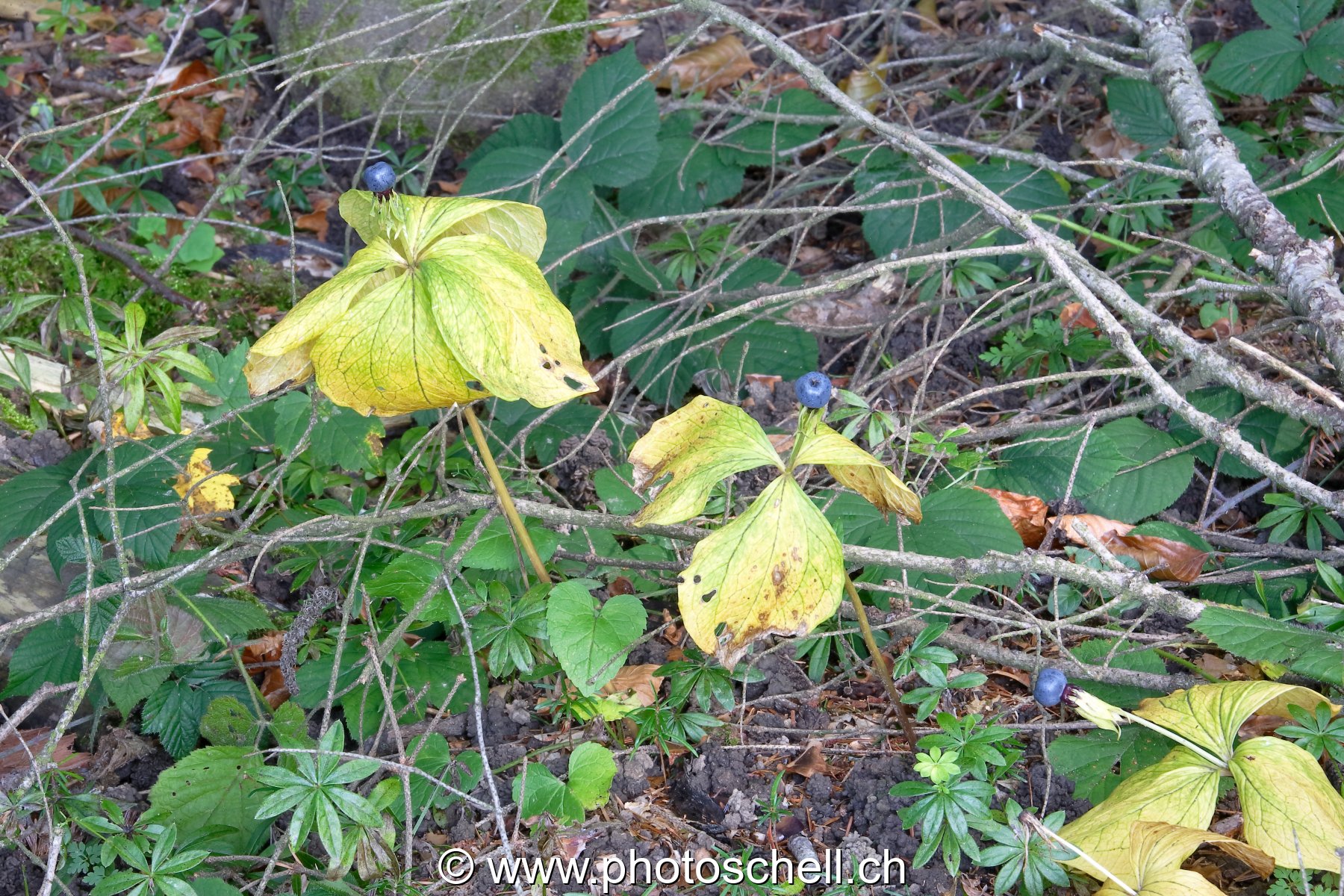 Photo 22
