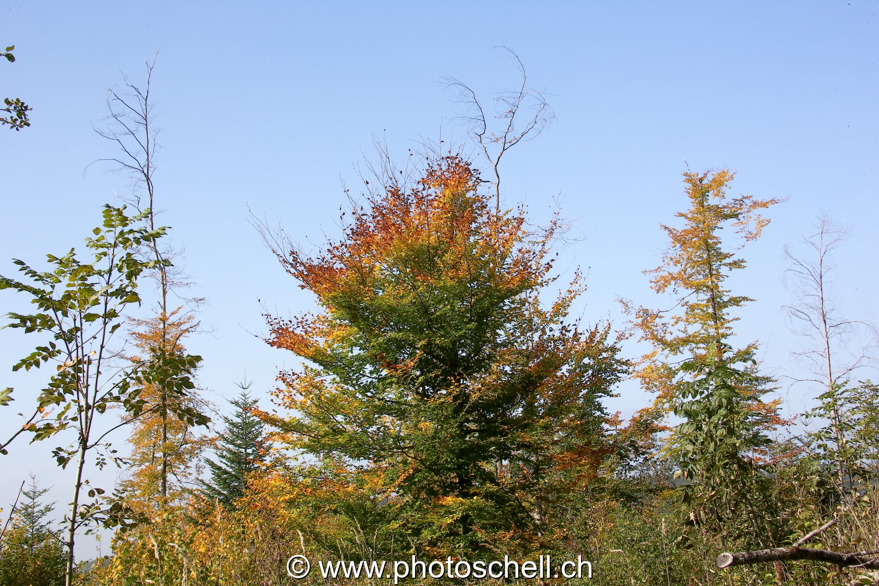 Couleurs d'automne