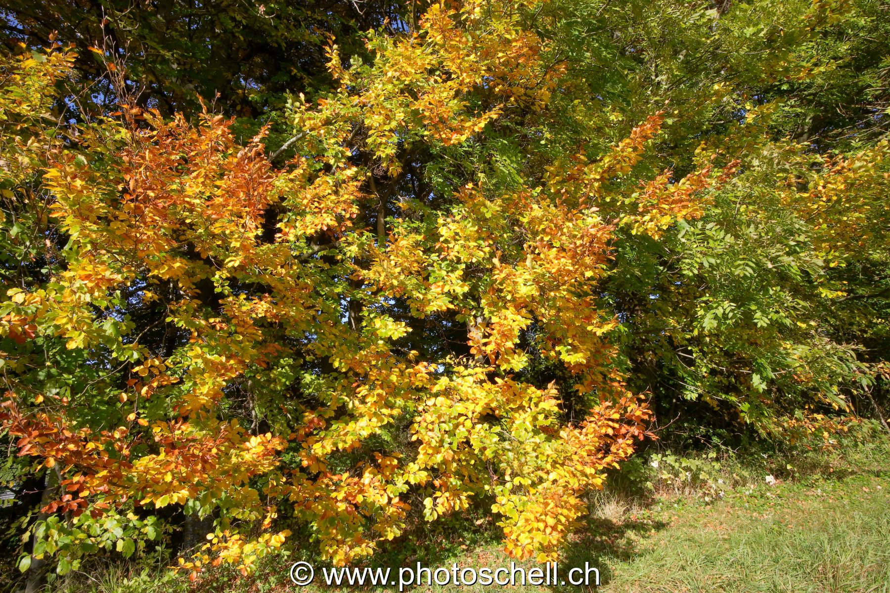 Photo 30