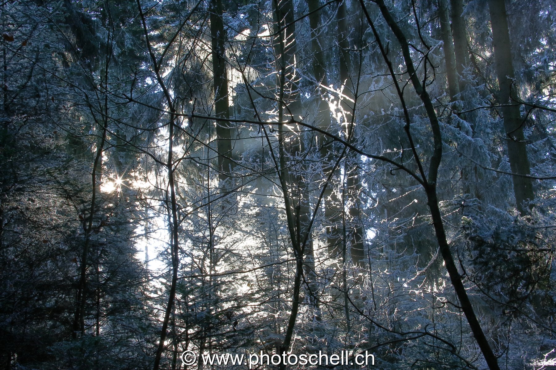 Le soleil filtre à travers les arbres enneigés