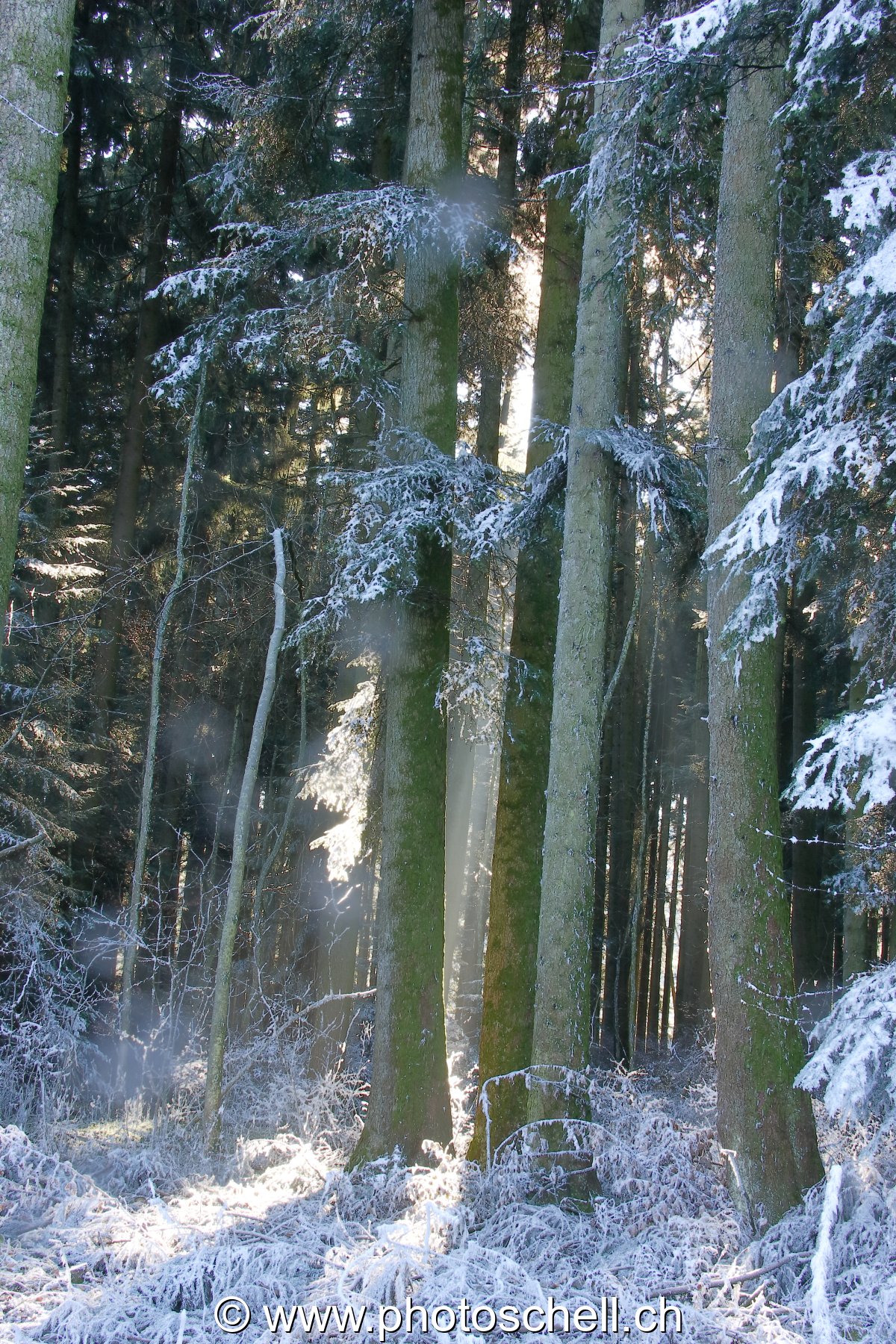 Photo 42