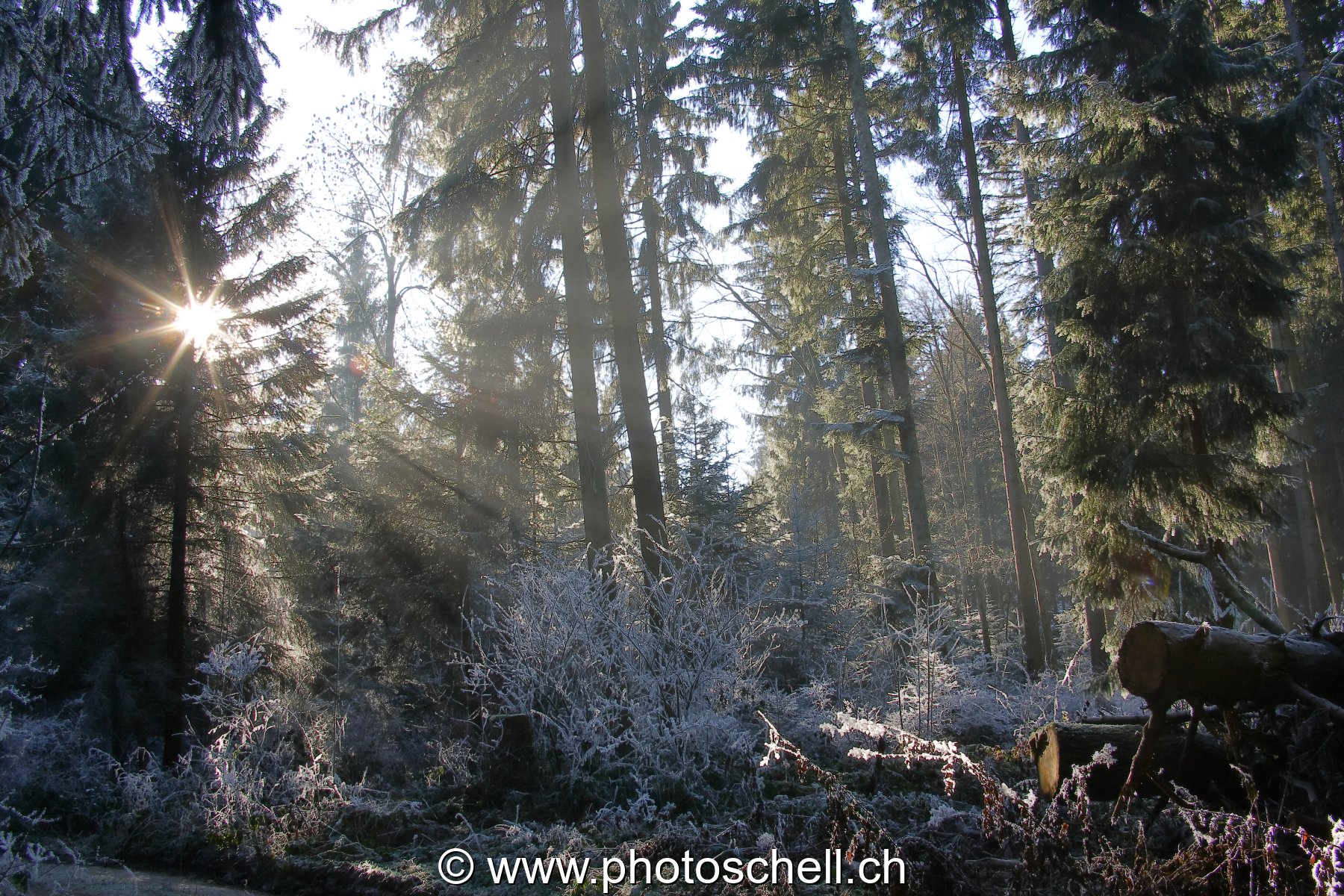Photo 44