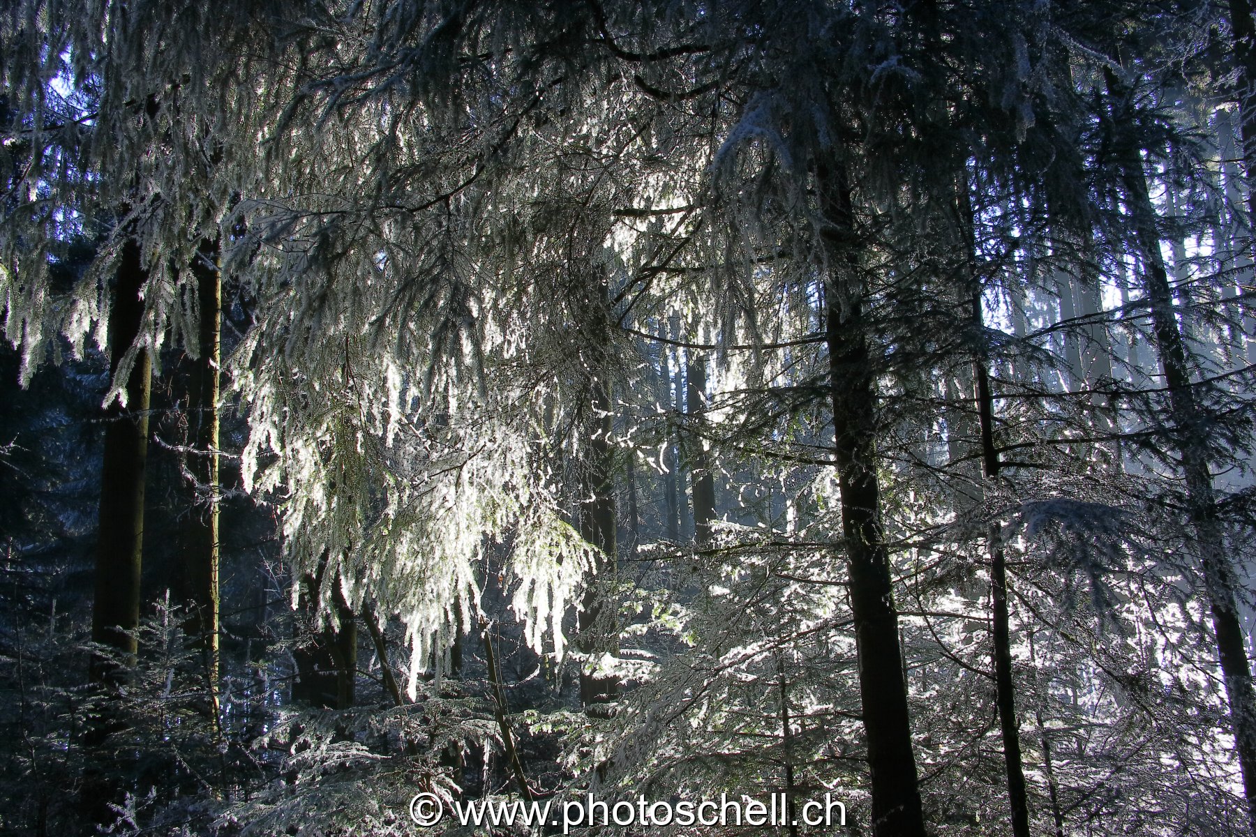 Photo 45