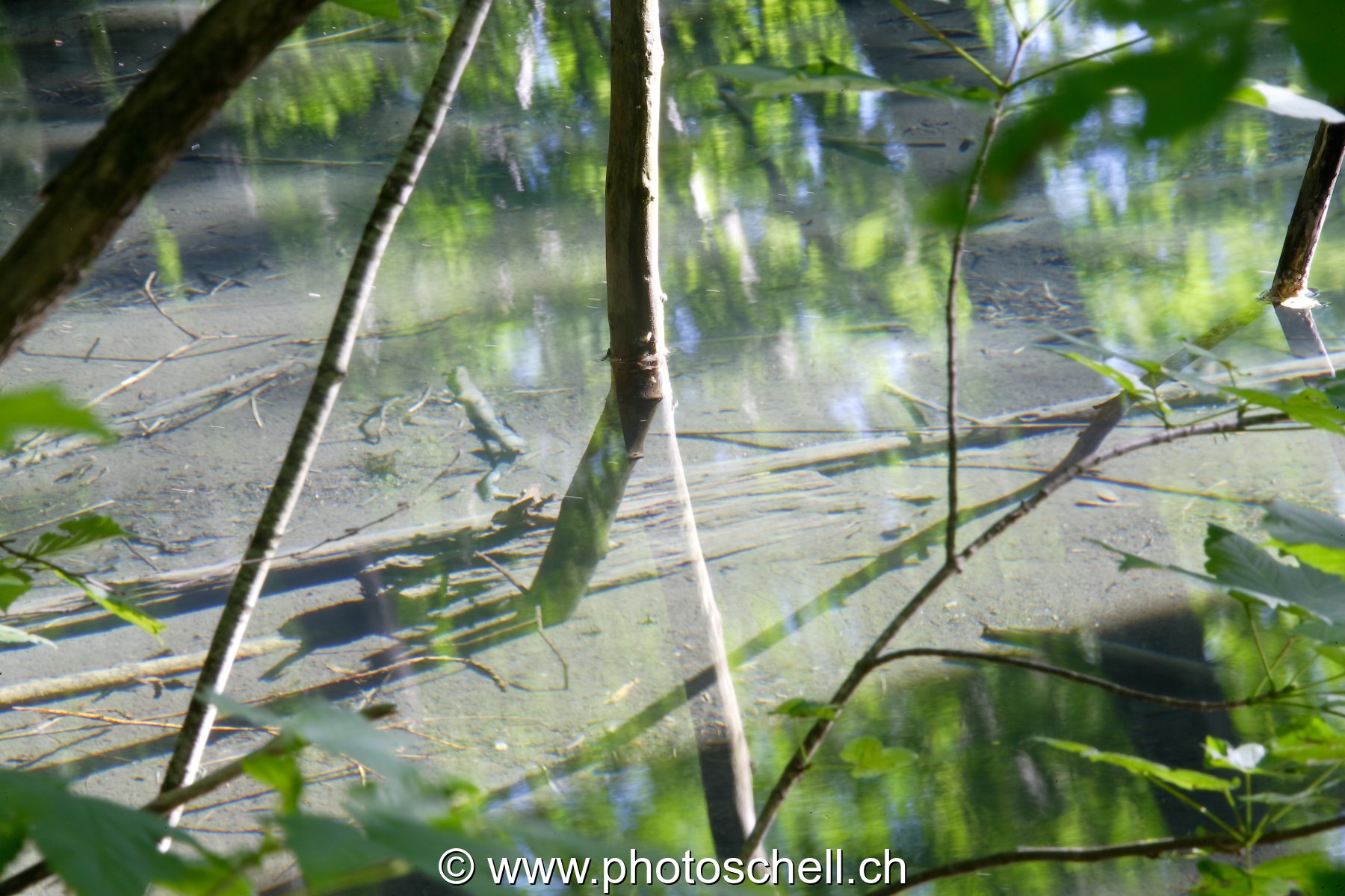 Photo 54