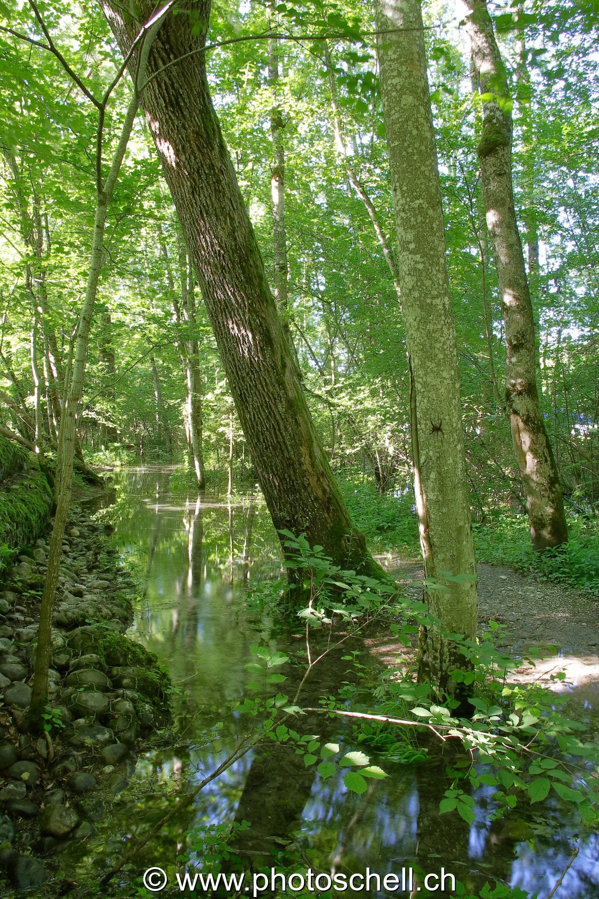Chemin inondé en forêt