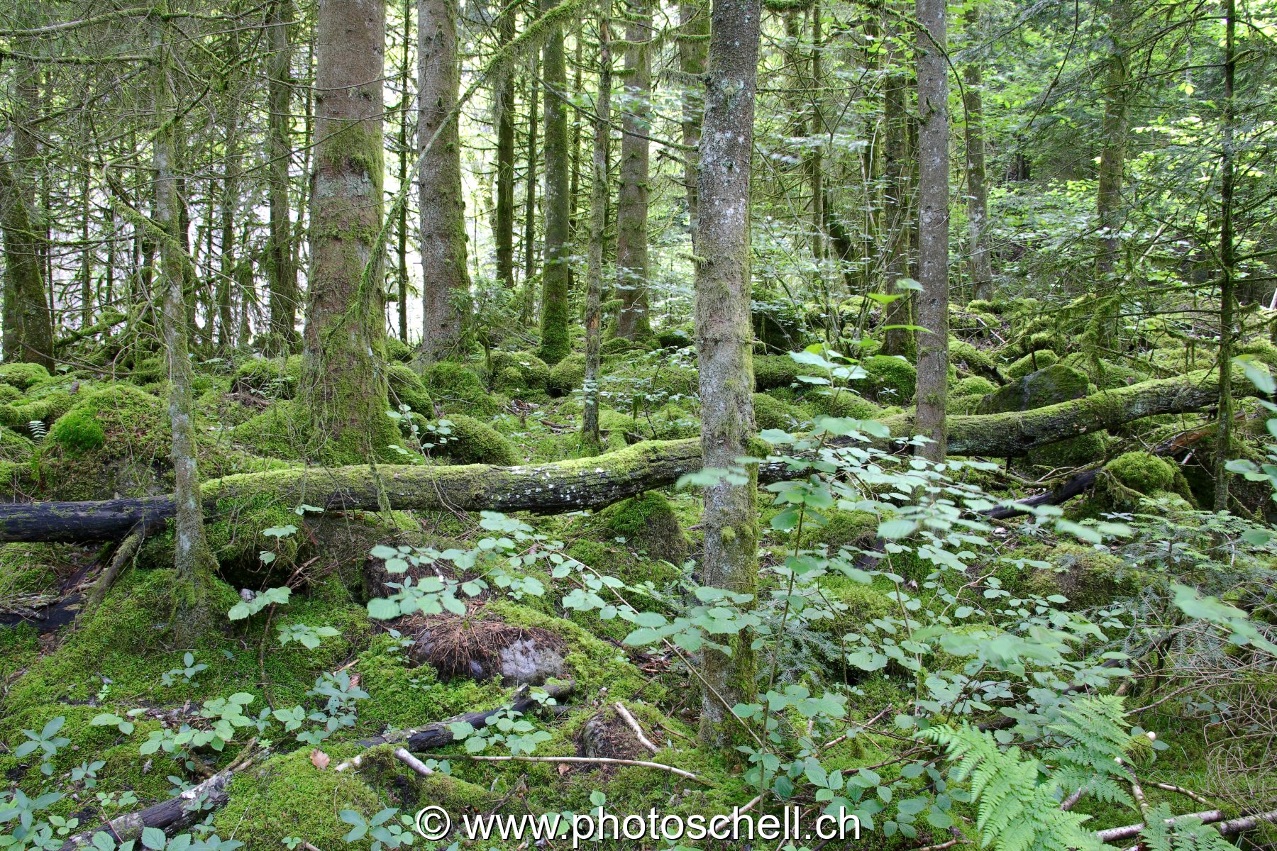 Forêt recouverte de mousse