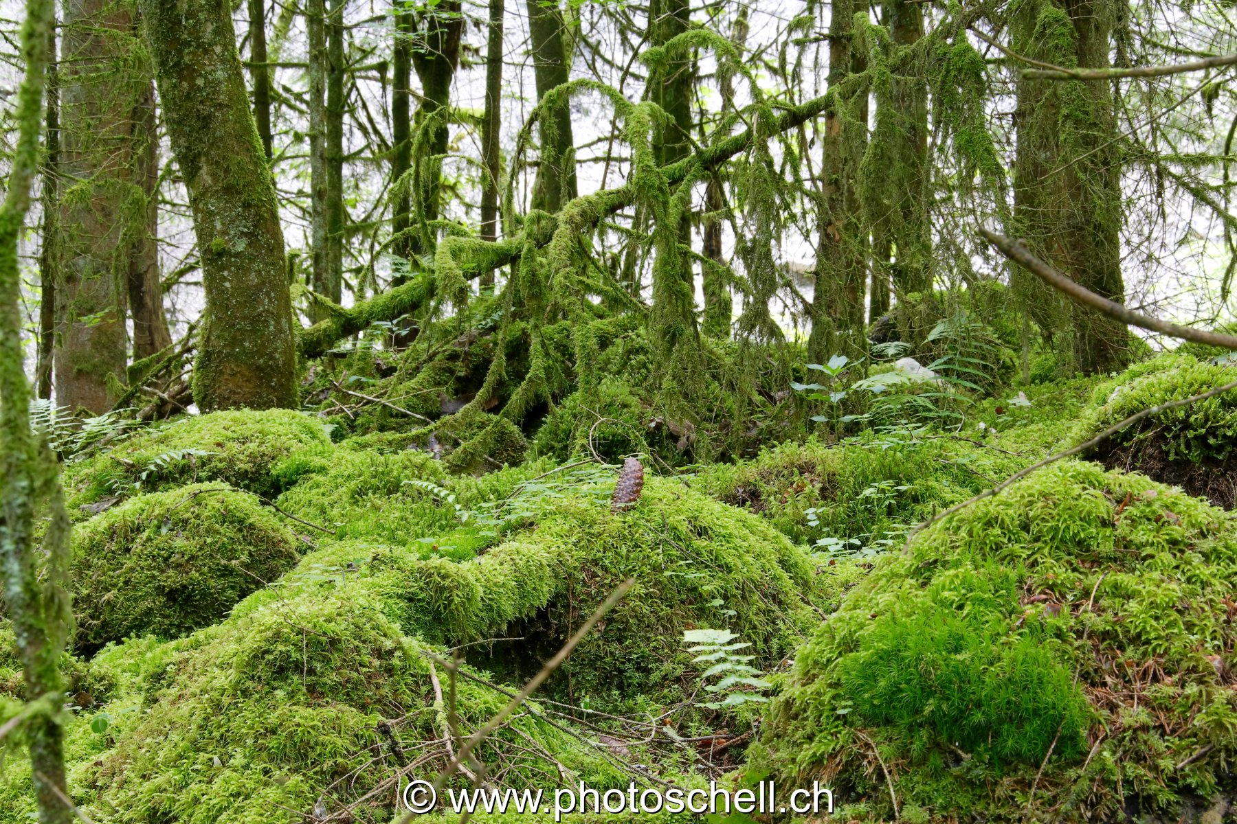 Forêt recouverte de mousse